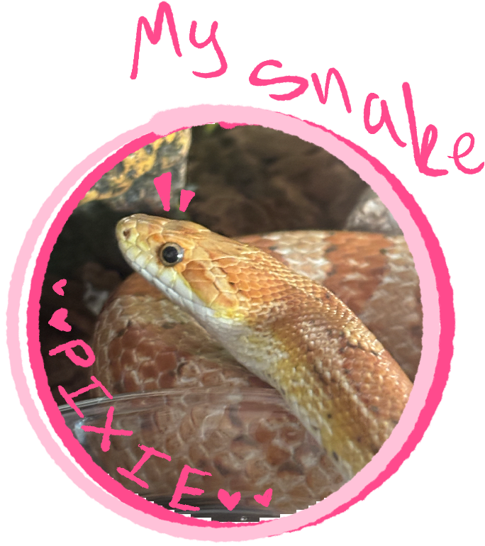 Orange corn snake with hot-pink and light-pink circular borders. Hot-pink text outside says 'My snake.' Inside text says 'PIXIE'